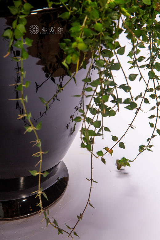 马韵绕梁春 商品图3