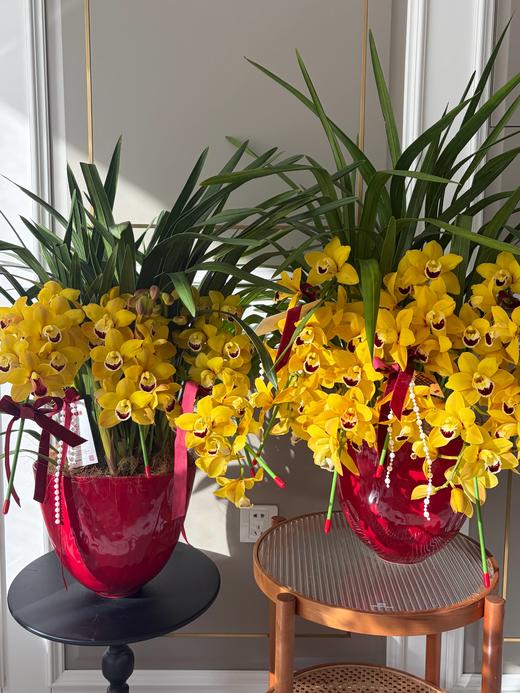 福气多多 · 大花蕙兰盆栽 商品图0