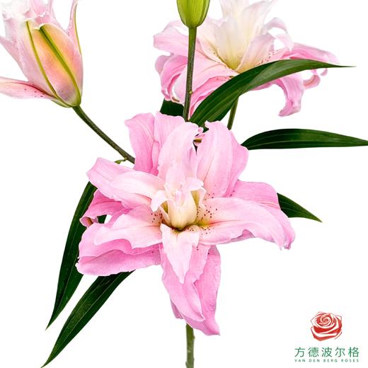 VDB百合-戴安娜 5枝一扎 商品图1