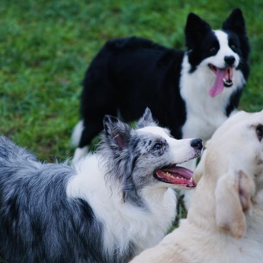 满46元送一张草坪门票和一片小尿布 商品图0