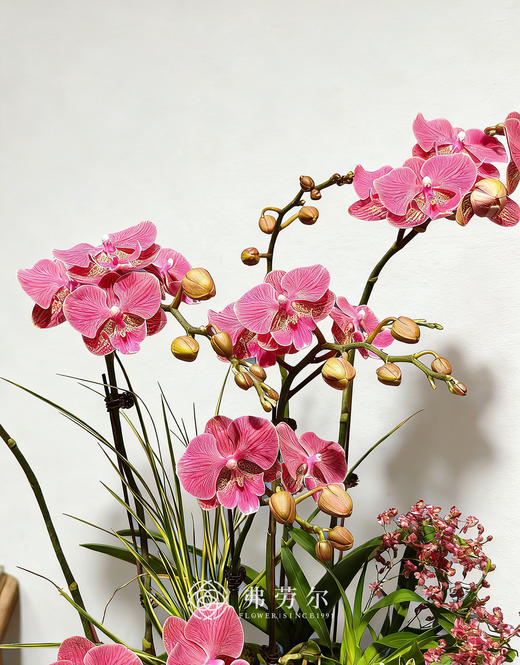 欣欣向荣 商品图3