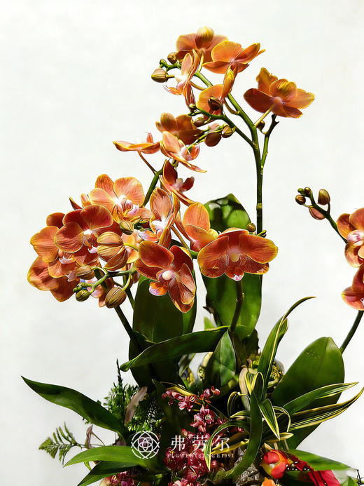 幸福美满 商品图3