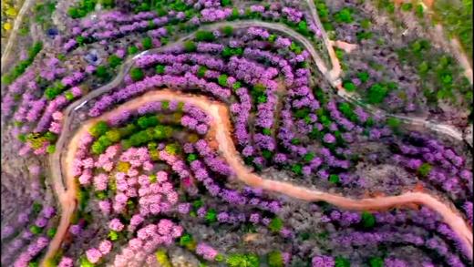 北山樱花园一日游【LY】 商品图4