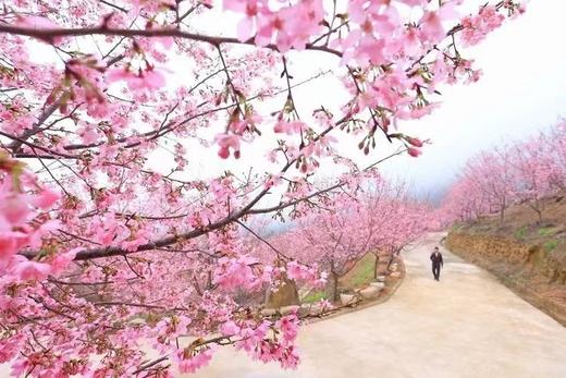 北山樱花园一日游【LY】 商品图1