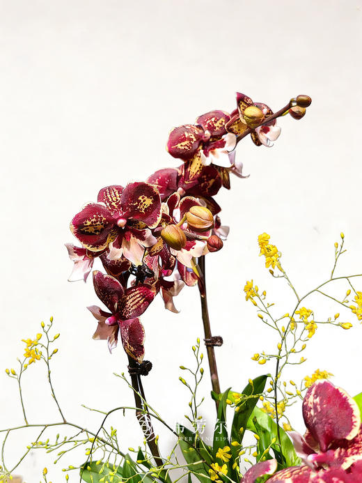 心想事成 商品图2