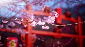 北山樱花园一日游【LY】