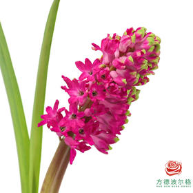 【星荷风信子】珊瑚海（3枝/扎）