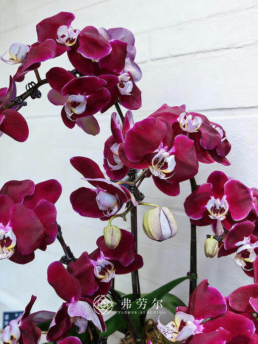 马奔锦途 商品图1