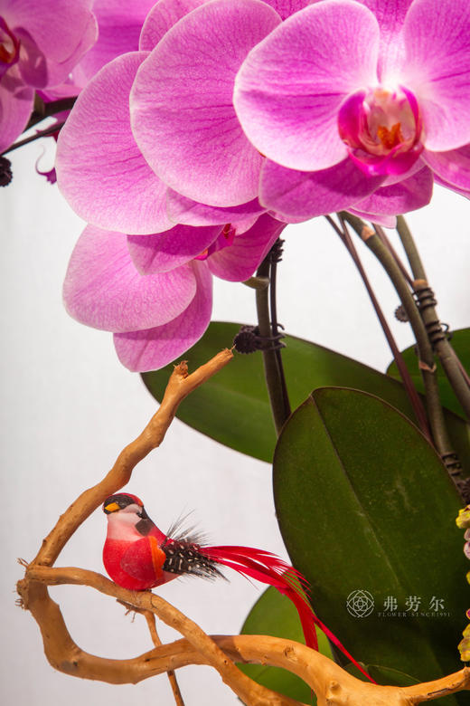 马踏雪留吉 商品图2