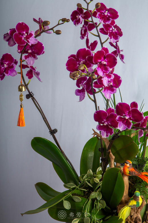 马踏锦程开 商品图1