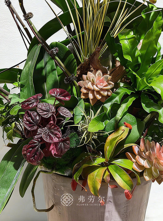 四季平安 商品图2