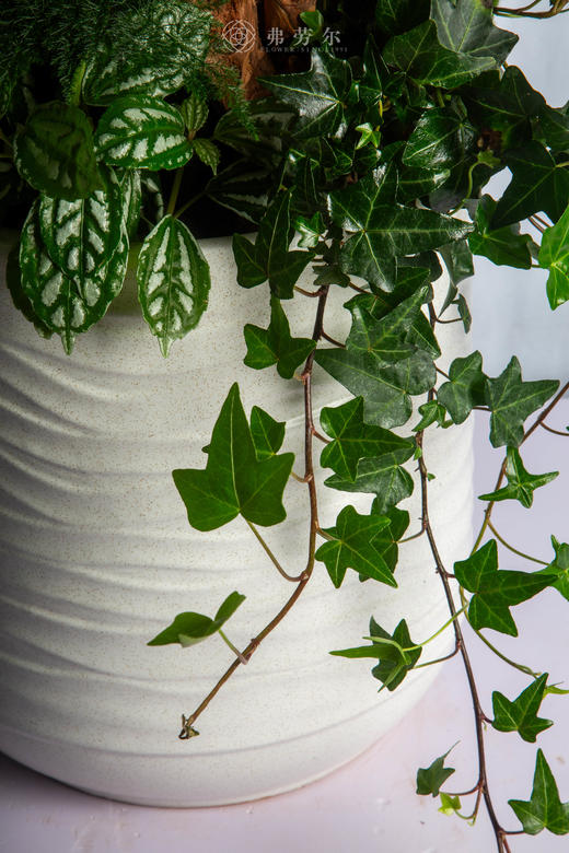 骏马驮春归 商品图2