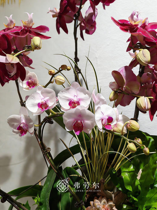 四季平安 商品图1