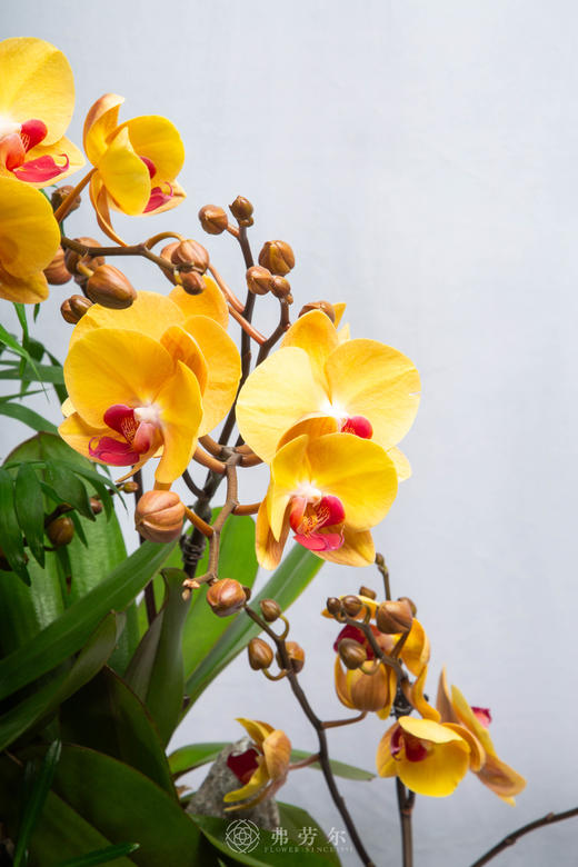 码上业长青 商品图2