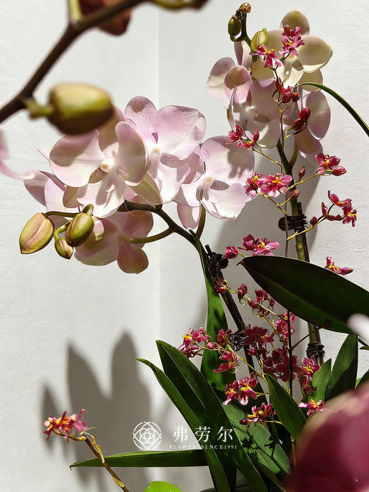 马上高升 商品图2