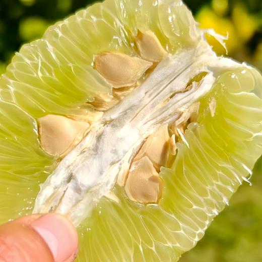 生态象宝柚（丑柚子）| 合作生产* Ecological elephant pomelo | Partner Productionn 商品图4