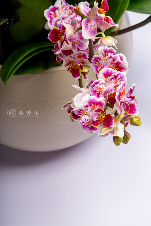 马嘶万木春 商品图2