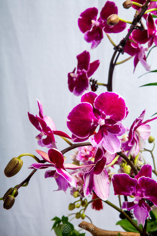 马嘶万木春 商品图1