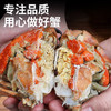 【野生海产】英国进口整只熟冻黄道蟹(面包蟹)800g  大西洋纯净海域 商品缩略图1