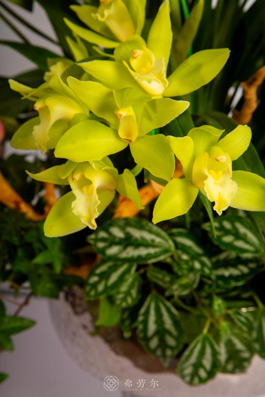 玛彩照福门 商品图2