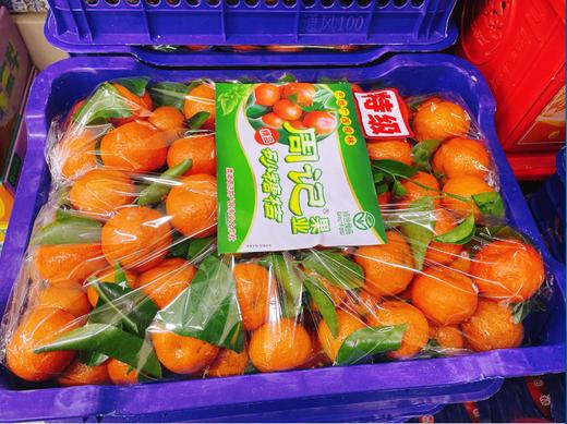 周记沙糖桔一箱 商品图1