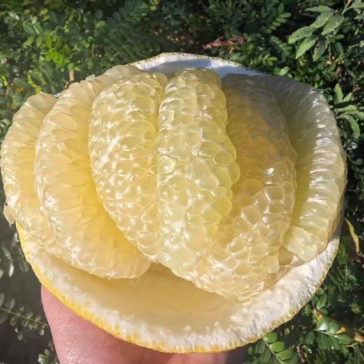 生态象宝柚（丑柚子）| 合作生产* Ecological elephant pomelo | Partner Productionn 商品图1