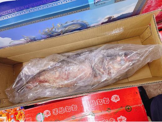 活动查干湖胖头鱼7斤左右 商品图1