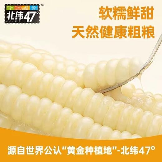 北纬47°白甜糯玉米200g*10袋(箱) 商品图3