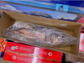 活动查干湖胖头鱼7斤左右