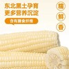 北纬47°白甜糯玉米200g*10袋(箱) 商品缩略图2