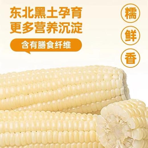 北纬47°白甜糯玉米200g*10袋(箱) 商品图2