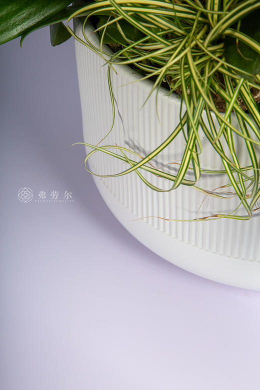 良驹载德来 商品图4