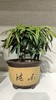 绿植盆栽 商品缩略图1