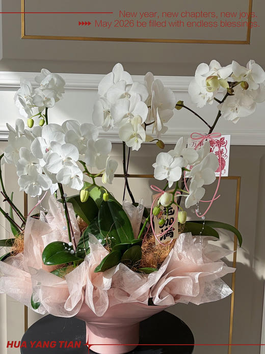 福蝶迎马 · 蝴蝶兰盆栽 商品图1