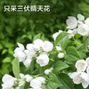 开古茉莉花一级80g/盒 商品缩略图4
