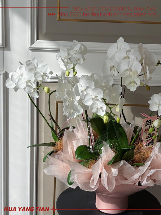 福蝶迎马 · 蝴蝶兰盆栽 商品图2