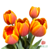 【单瓣郁金香】 欢喜 10枝一扎 商品缩略图0