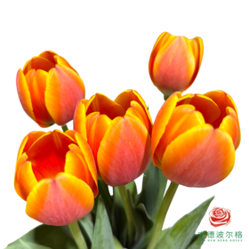 【单瓣郁金香】 欢喜 10枝一扎