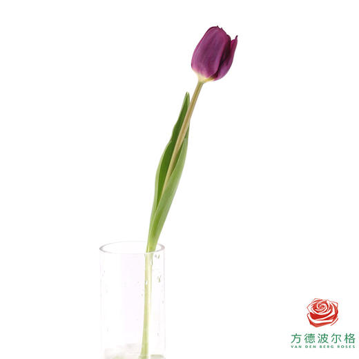 【单瓣郁金香】 蓝莓 10枝一扎 商品图4