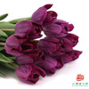 【单瓣郁金香】 蓝莓 10枝一扎 商品缩略图1