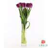 【单瓣郁金香】 蓝莓 10枝一扎 商品缩略图5