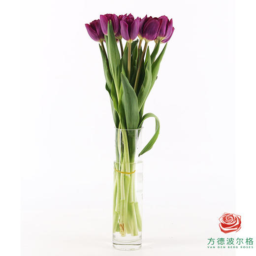 【单瓣郁金香】 蓝莓 10枝一扎 商品图5