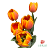 【单瓣郁金香】 欢喜 10枝一扎 商品缩略图1