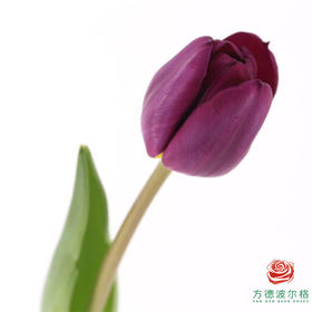 【单瓣郁金香】 蓝莓 10枝一扎