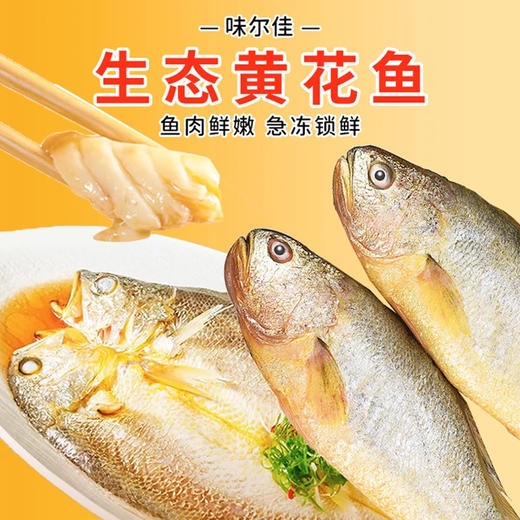 味尔佳-生态黄花鱼1050-1150g/条 商品图0