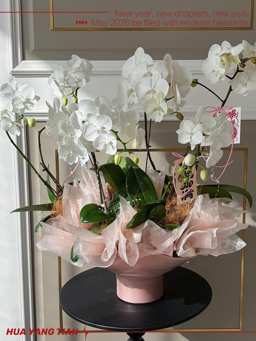 福蝶迎马 · 蝴蝶兰盆栽 商品图0