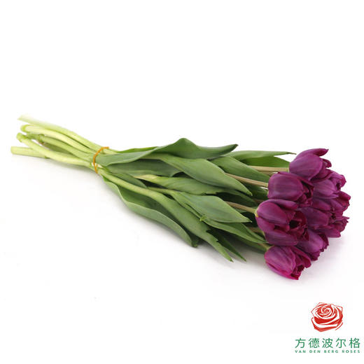 【单瓣郁金香】 蓝莓 10枝一扎 商品图3