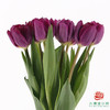 【单瓣郁金香】 蓝莓 10枝一扎 商品缩略图2