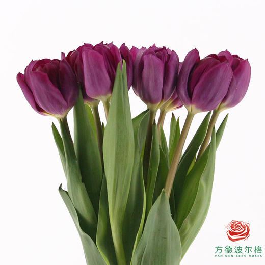 【单瓣郁金香】 蓝莓 10枝一扎 商品图2
