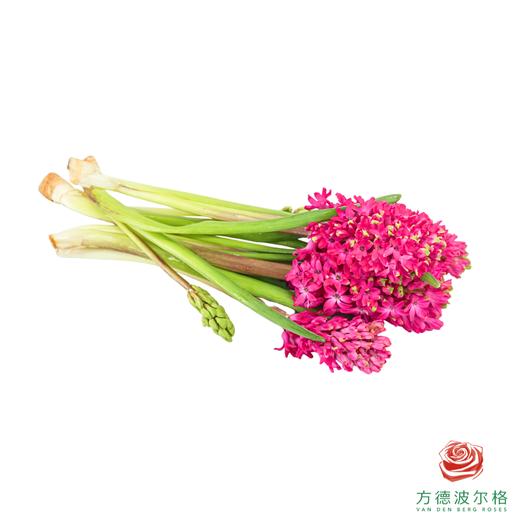 【嘉荷风信子】珊瑚海（5枝/扎） 商品图3